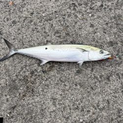 サゴシとメッキ