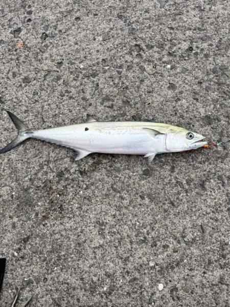 サゴシとメッキ