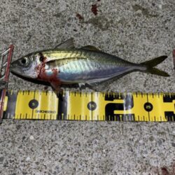 あわじの美味しいアジ調達