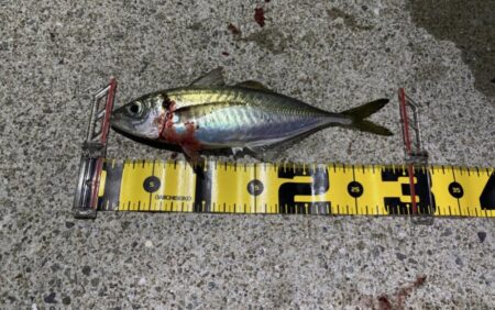 あわじの美味しいアジ調達