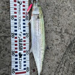 鬼早巻でドン！