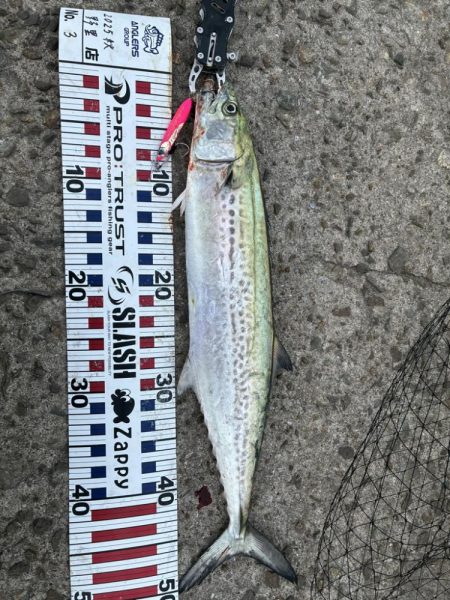 鬼早巻でドン！