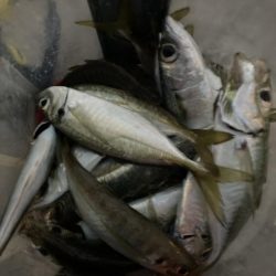 朝マズメのフロートリグでアジング