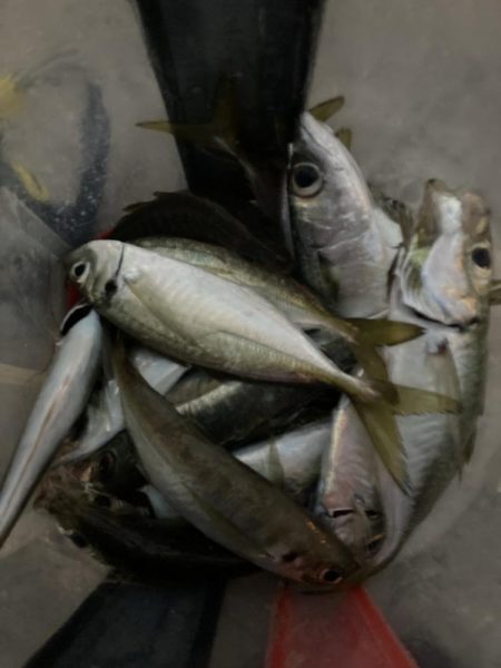 朝マズメのフロートリグでアジング