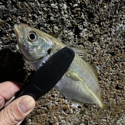 飲み会用食材の確保釣行