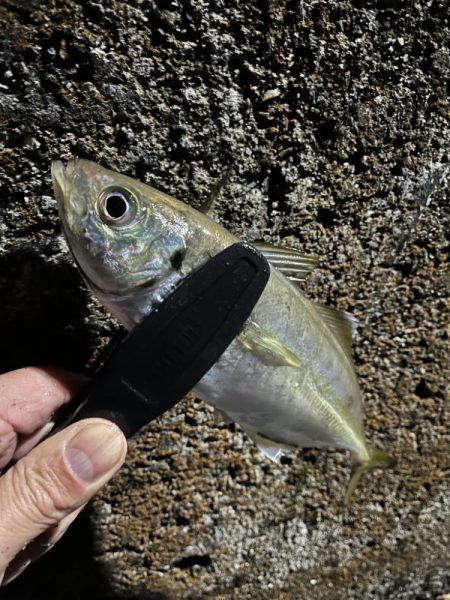 飲み会用食材の確保釣行