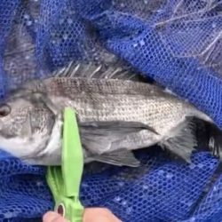 ダゴチン渋いなぁ