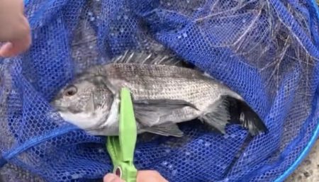 ダゴチン渋いなぁ