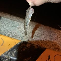 初めてのハゼ釣り