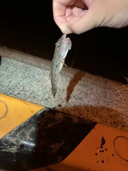 初めてのハゼ釣り