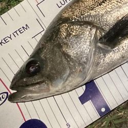 シーバスフィッシング