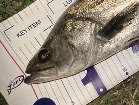 シーバスフィッシング