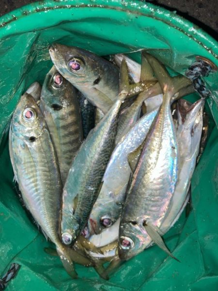サーフの投げサビキでアジ28匹GET