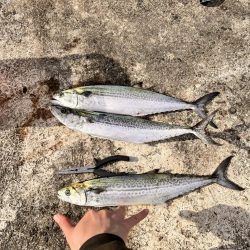 サゴシ祭は終盤なのか。