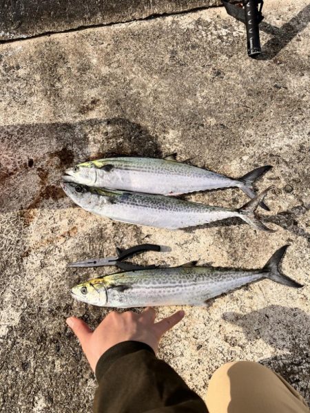 サゴシ祭は終盤なのか。