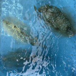 明石✖️オモリグ✖️アオリ