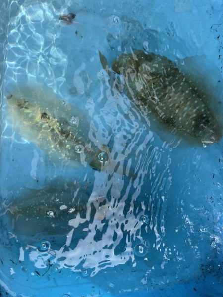 明石✖️オモリグ✖️アオリ