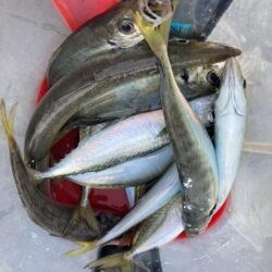 朝マズメのフロートリグでアジGET