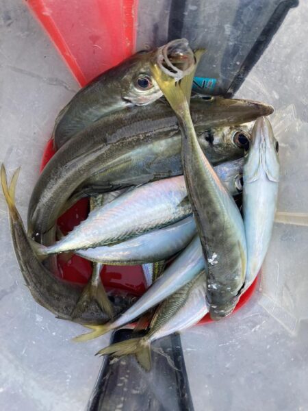 朝マズメのフロートリグでアジGET