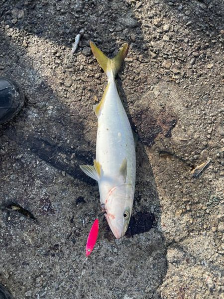 ショアジギング