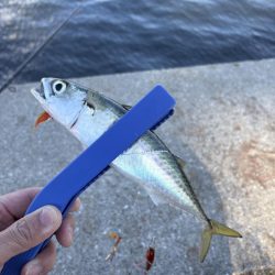 まさかの３魚種