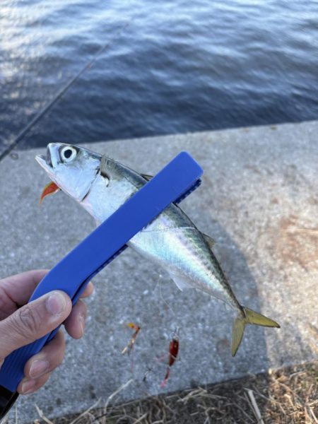 まさかの３魚種