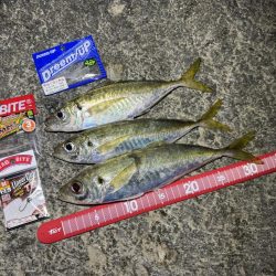 夕方砂場アジング