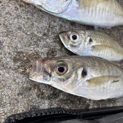 デカアジ釣れてます