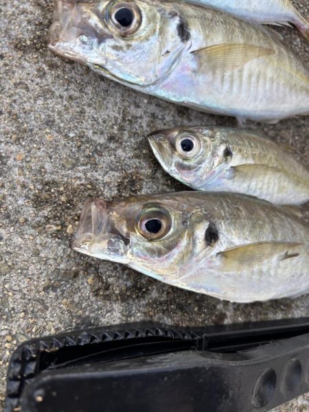 デカアジ釣れてます