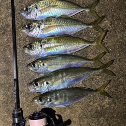 ええアジ釣れた〜