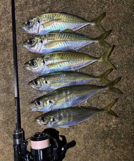 ええアジ釣れた〜