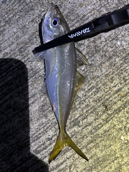 デカアジ、サワラに楽しめました