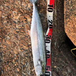 青物シーズン11