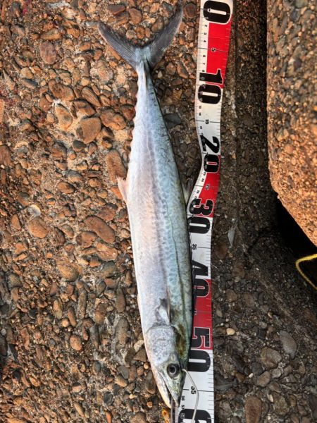 青物シーズン11