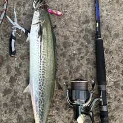 そろそろハマちゃんが釣りたい・・・