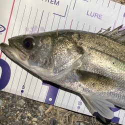 シーバスフィッシング