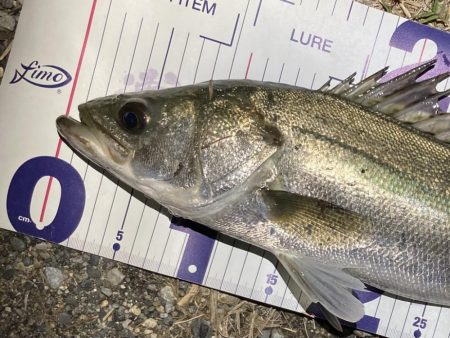 シーバスフィッシング