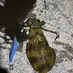 開始３０分でヒット！