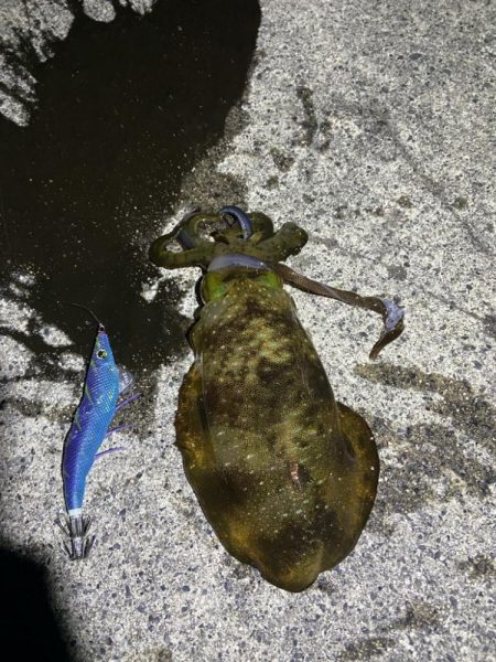 開始３０分でヒット！