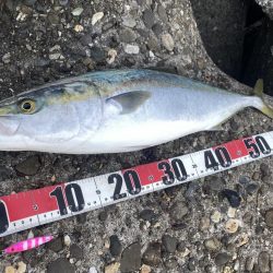 メジロとサゴシ