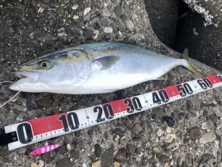 メジロとサゴシ