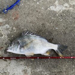 西宮浜西護岸チヌ、キビレ等