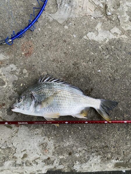 西宮浜西護岸チヌ、キビレ等