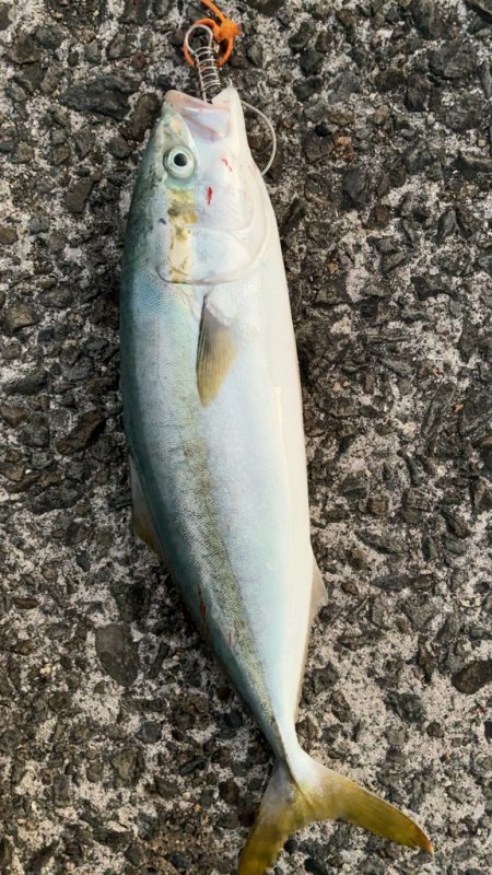 ルアーで青物釣り