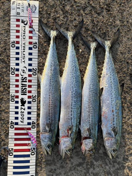 30分のフィーバータイム！