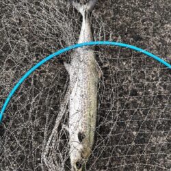 青物シーズン13