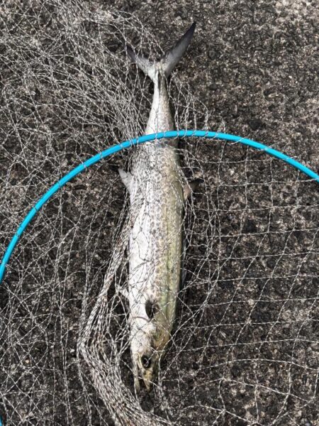 青物シーズン13