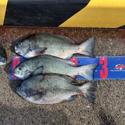 魚津港 フカセ釣り