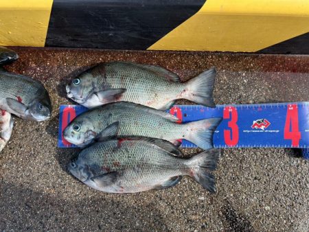 魚津港 フカセ釣り