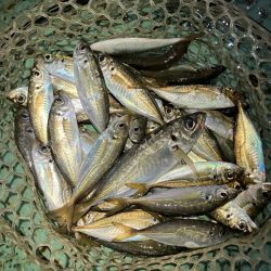 アジング定点観測